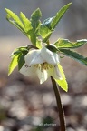 Christrose (Helleborus niger)